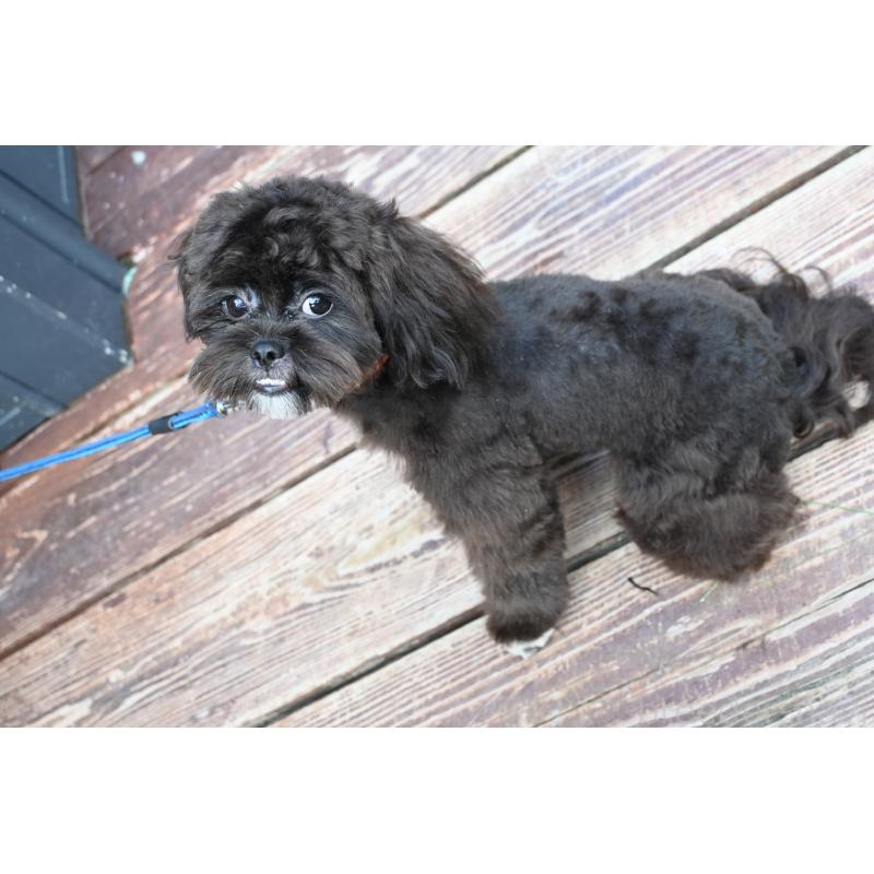 販売中の山口県のミックス犬-431503の2枚目