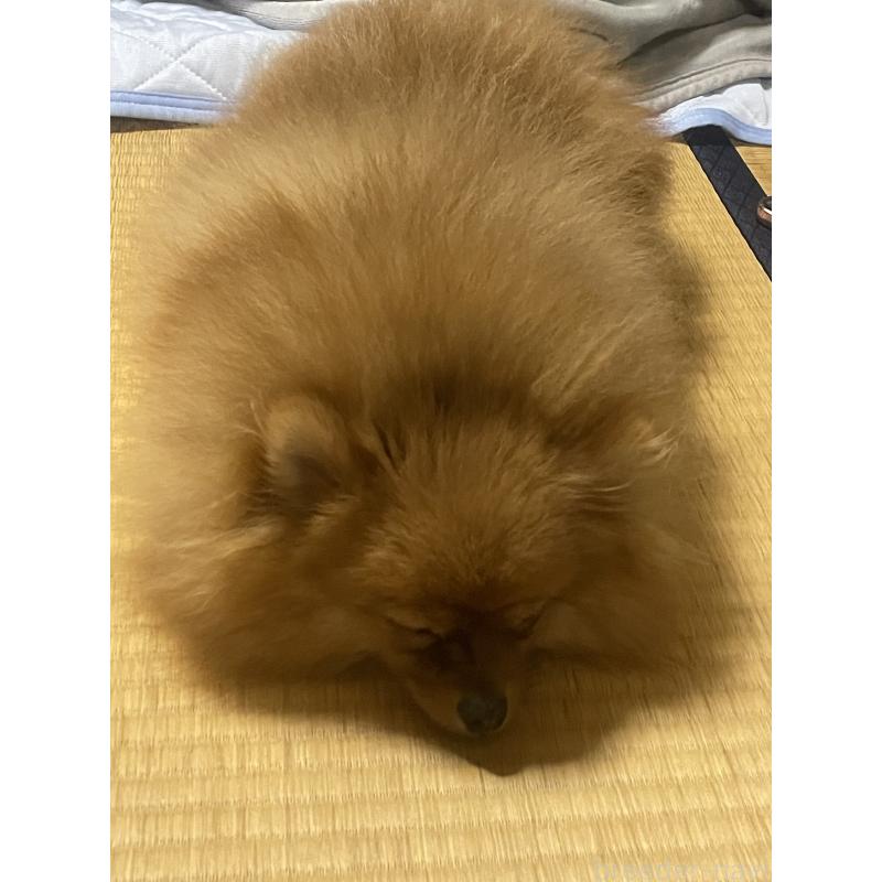 販売中の岡山県のポメラニアン-431505の5枚目