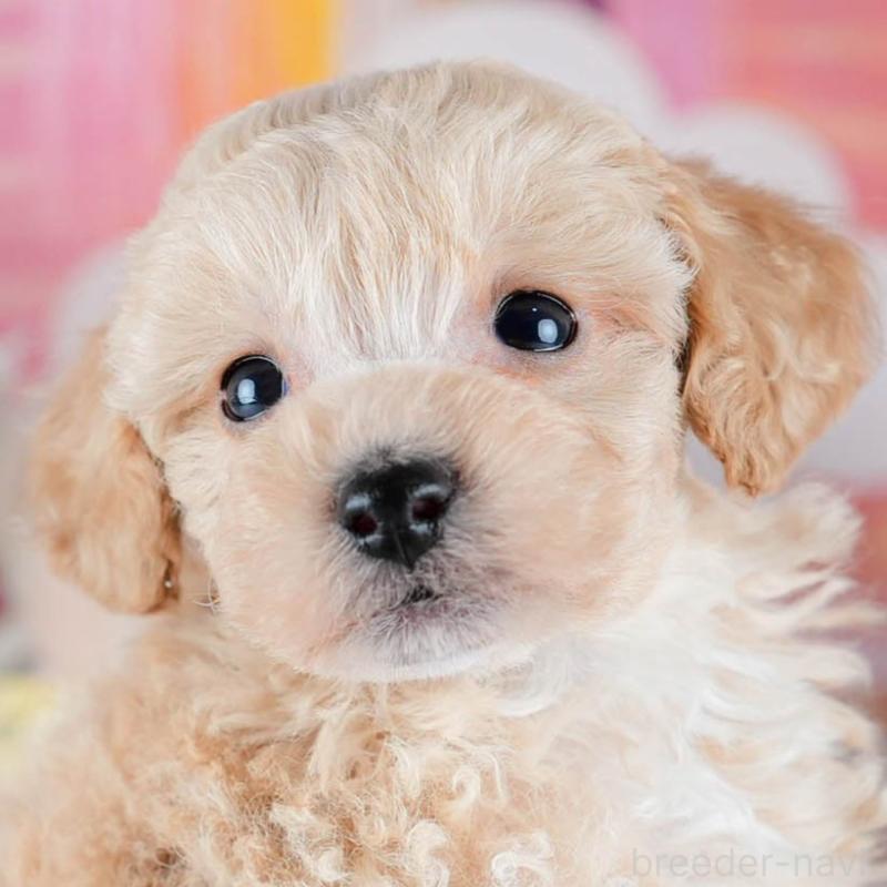 販売中の茨城県のミックス犬-431502の1枚目