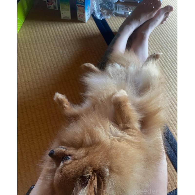 販売中の岡山県のポメラニアン-431505の4枚目