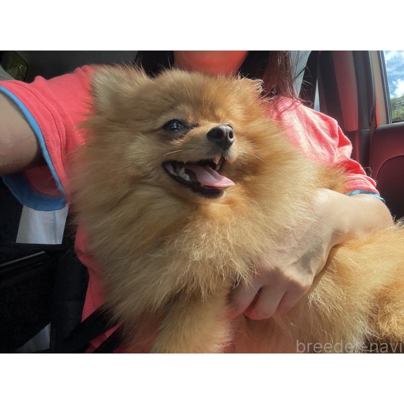 販売中の岡山県のポメラニアン-431505の2枚目