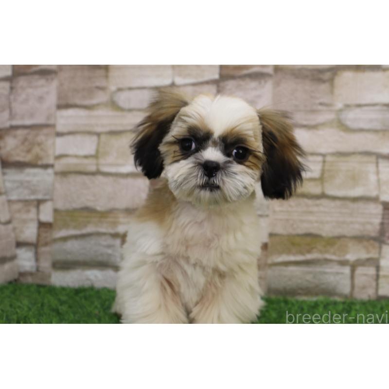 販売中の山口県のシーズー-431507の5枚目