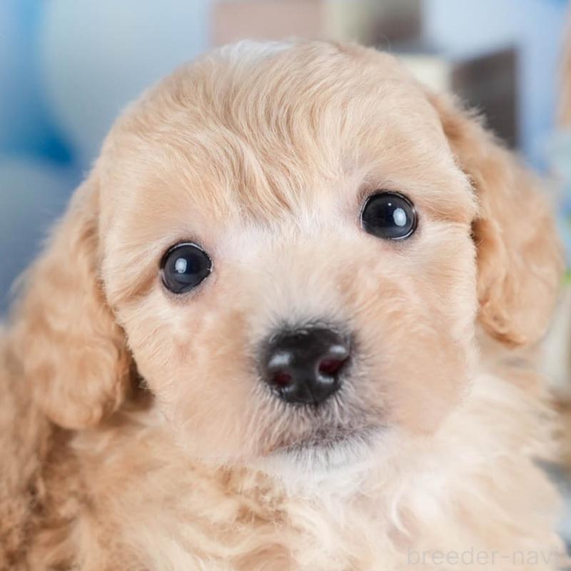 販売中の茨城県のミックス犬-431504の1枚目