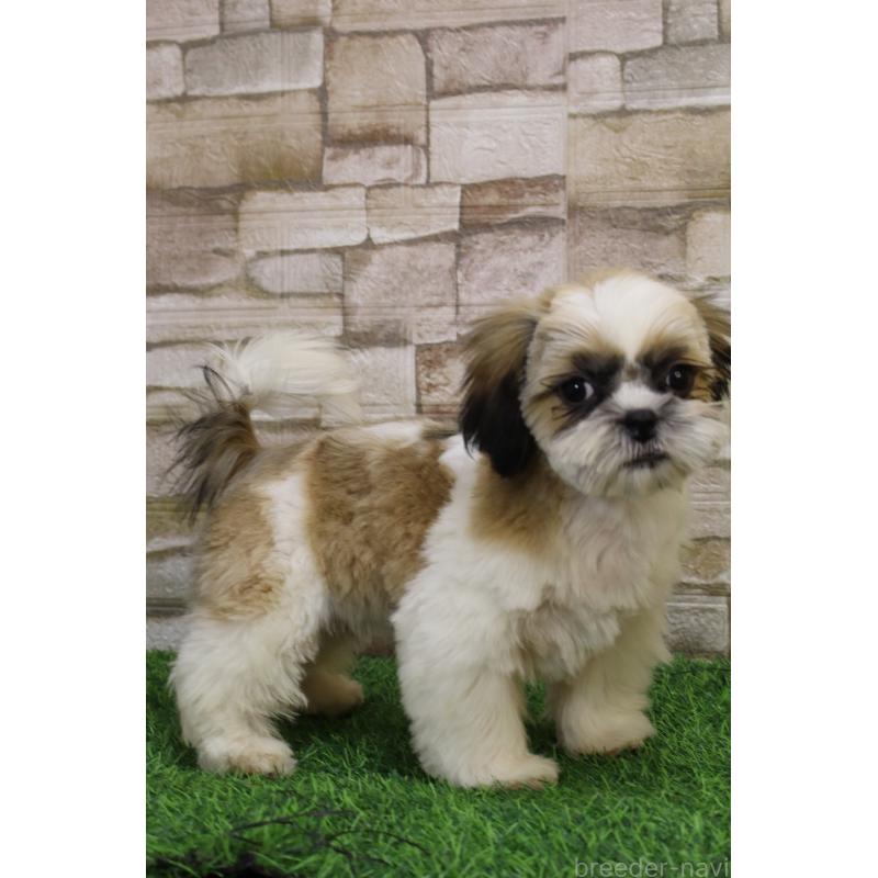 販売中の山口県のシーズー-431507の4枚目