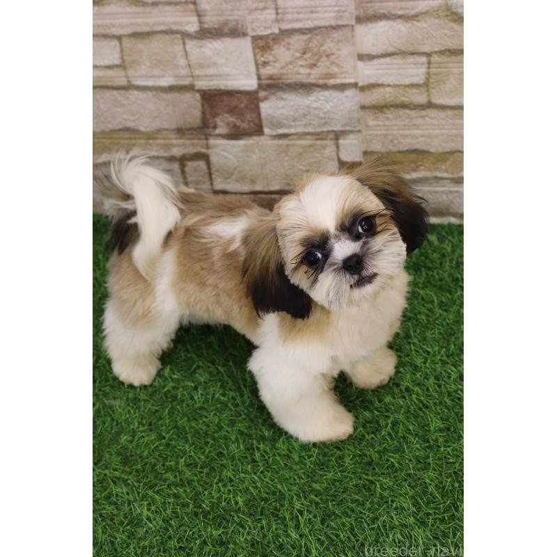 販売中の山口県のシーズー-431507の3枚目