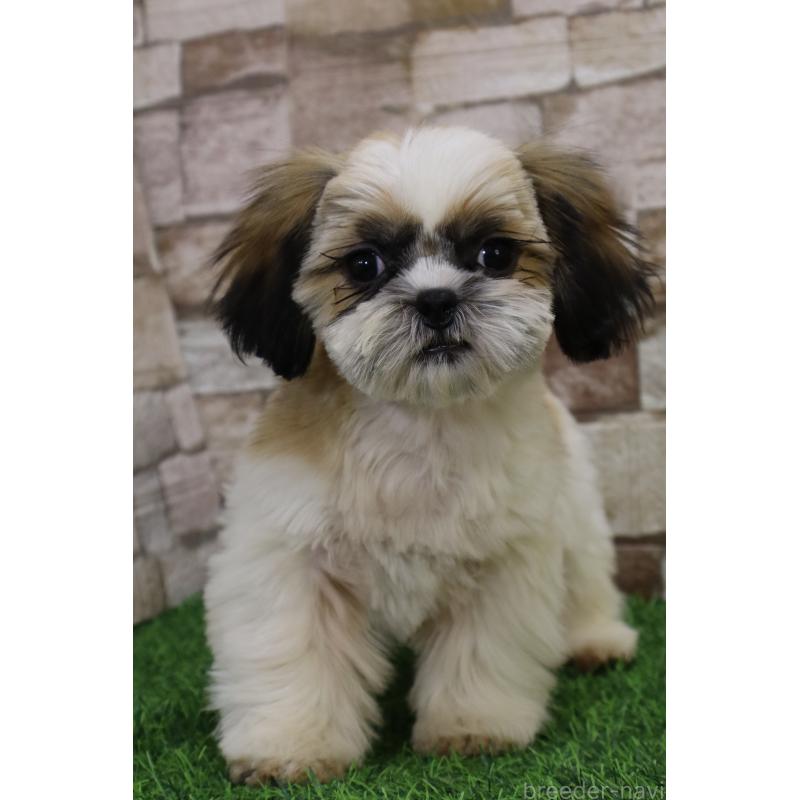 販売中の山口県のシーズー-431507の2枚目