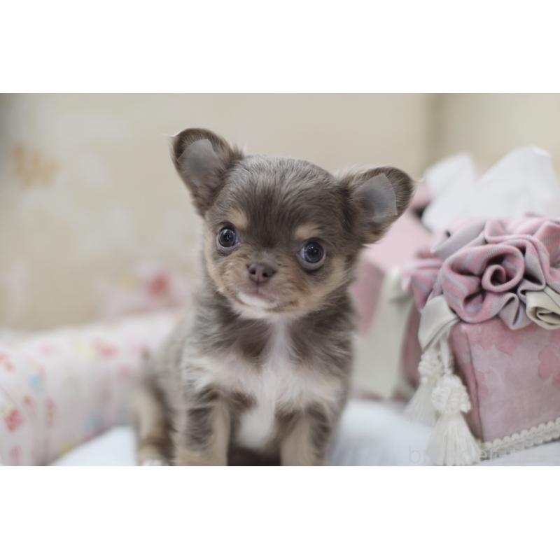 成約済の兵庫県のチワワ(ロングコート)-427940の6枚目