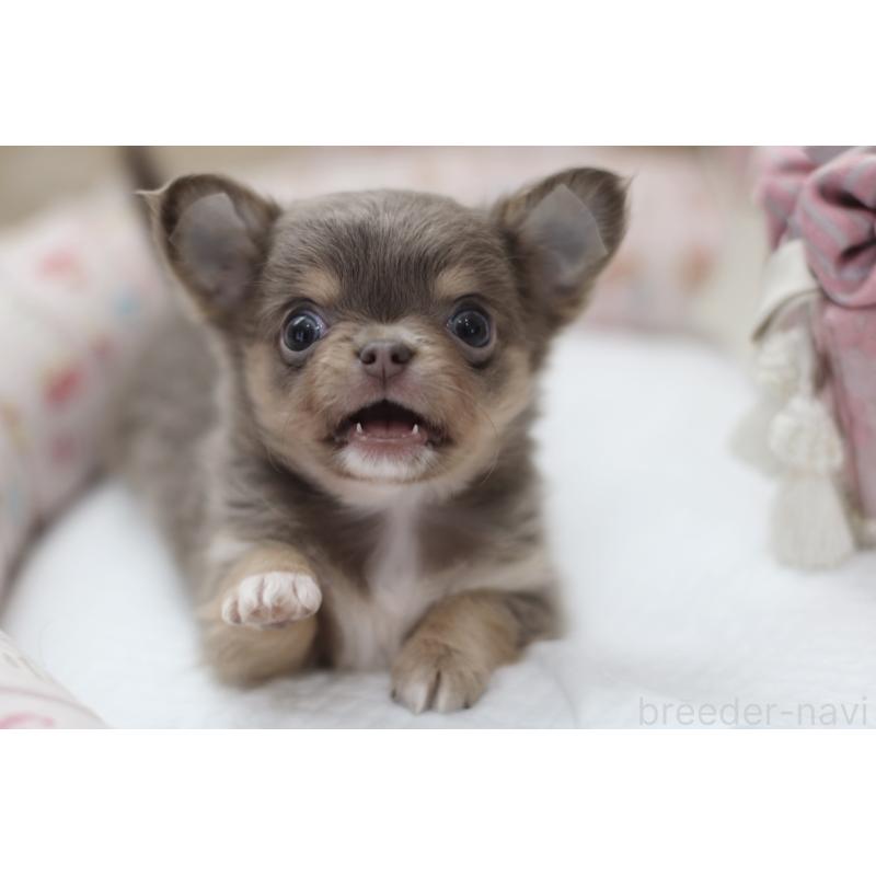 成約済の兵庫県のチワワ(ロングコート)-427940の5枚目