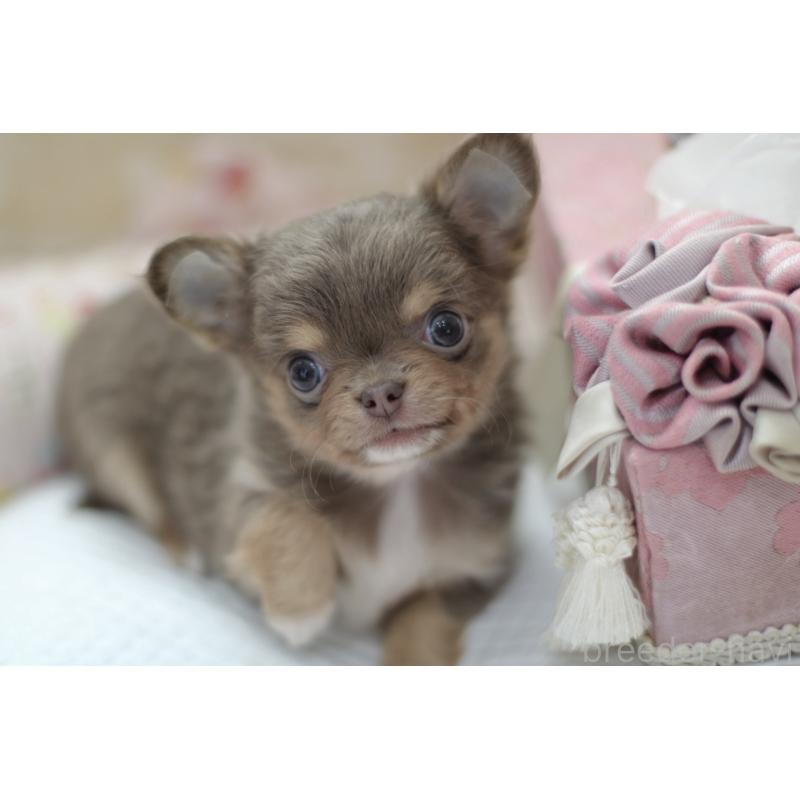 成約済の兵庫県のチワワ(ロングコート)-427940の4枚目