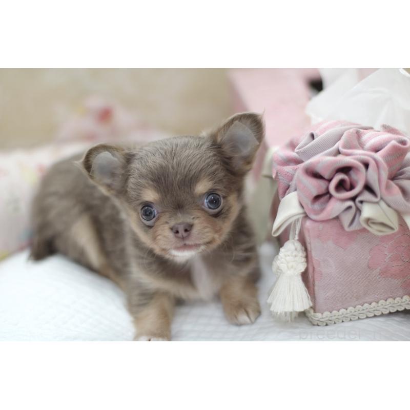 成約済の兵庫県のチワワ(ロングコート)-427940の3枚目