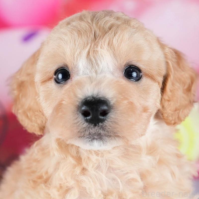 販売中の茨城県のミックス犬-431506