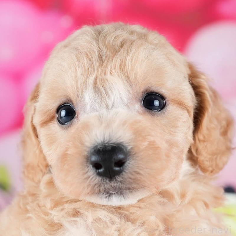 販売中の茨城県のミックス犬-431506の8枚目