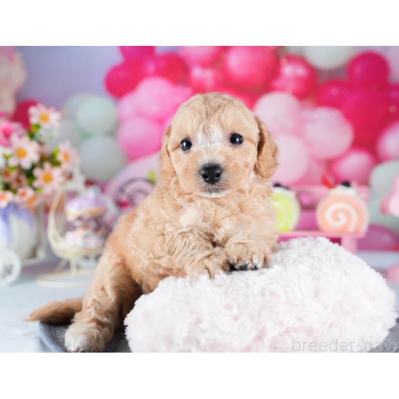 販売中の茨城県のミックス犬-431506の7枚目