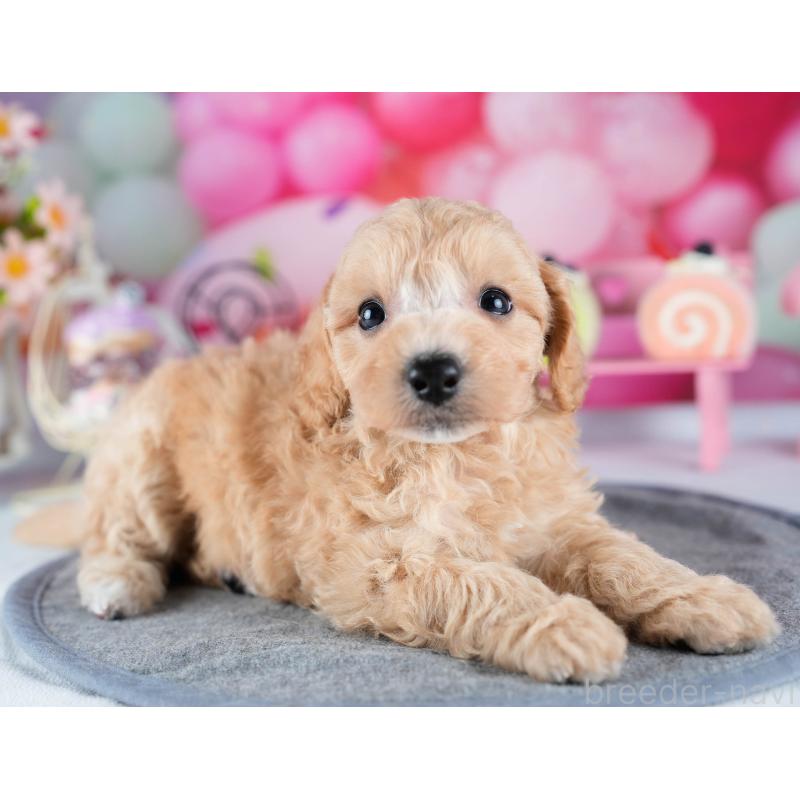 販売中の茨城県のミックス犬-431506の6枚目