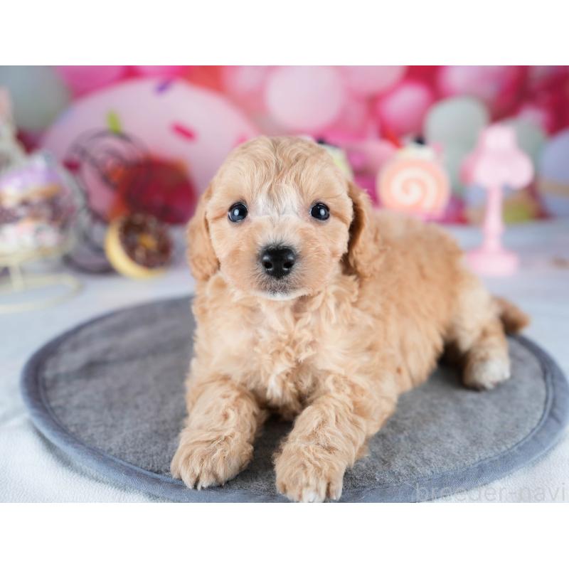 販売中の茨城県のミックス犬-431506の5枚目