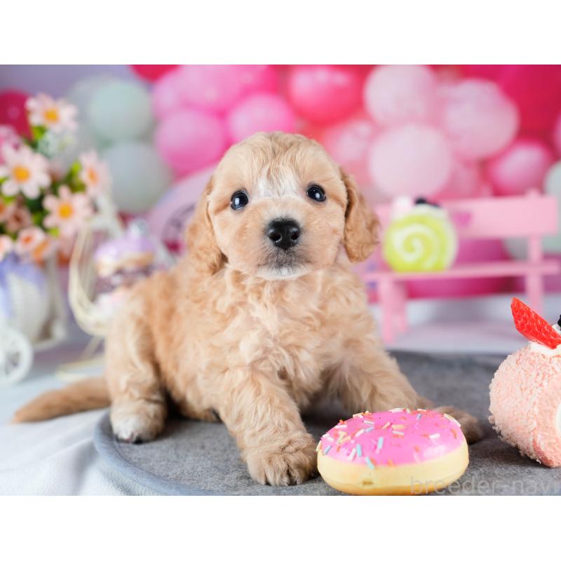 販売中の茨城県のミックス犬-431506の4枚目