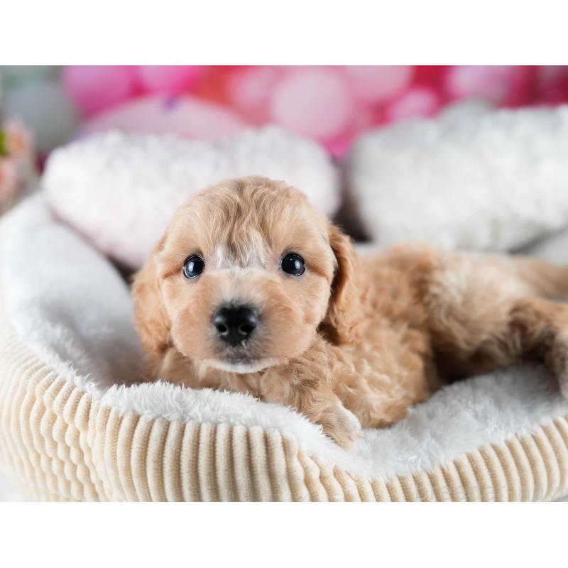 販売中の茨城県のミックス犬-431506の3枚目