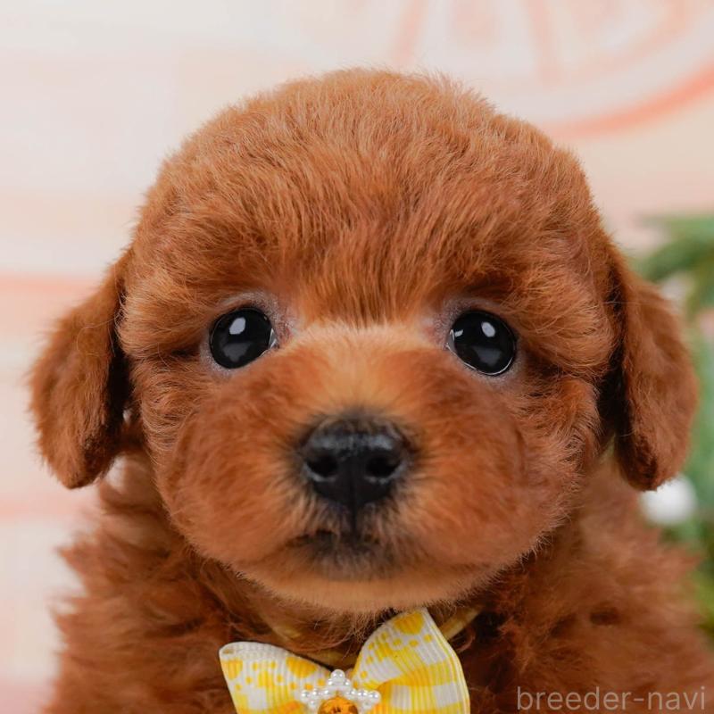 販売中の神奈川県のトイプードル-431510の1枚目