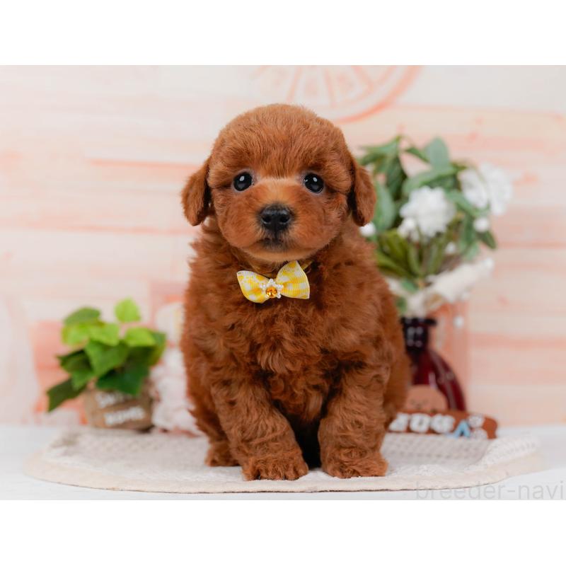 販売中の神奈川県のトイプードル-431510の13枚目