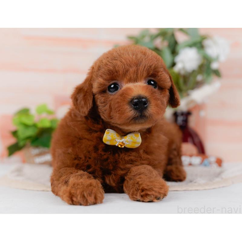 販売中の神奈川県のトイプードル-431510の12枚目