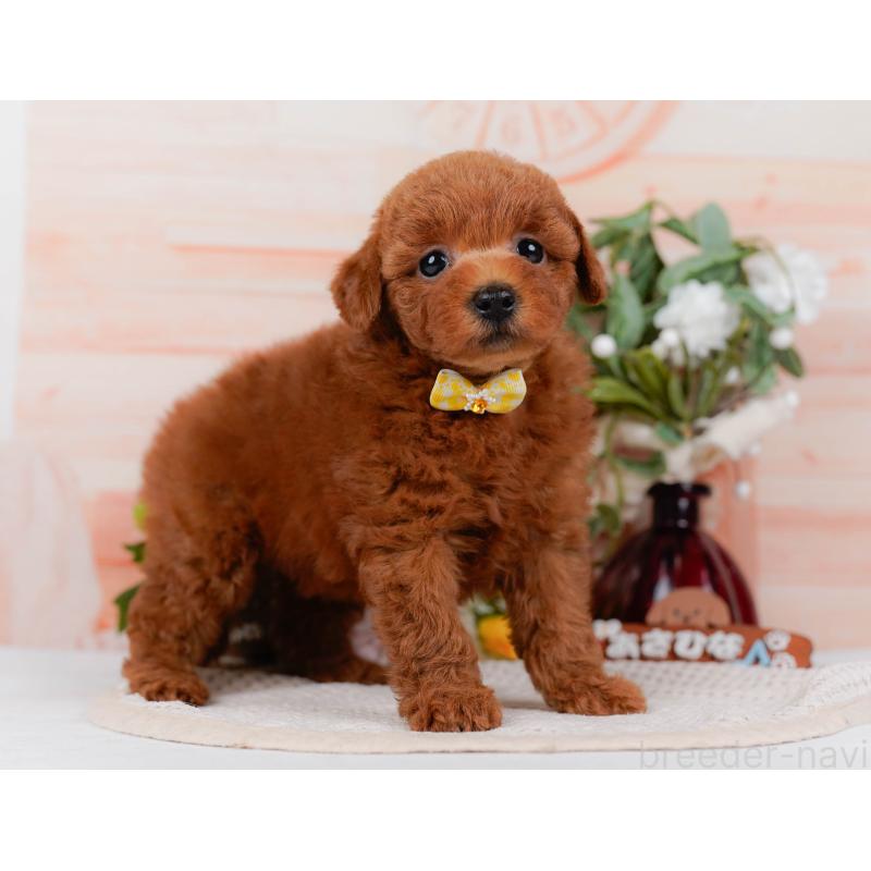 販売中の神奈川県のトイプードル-431510の11枚目