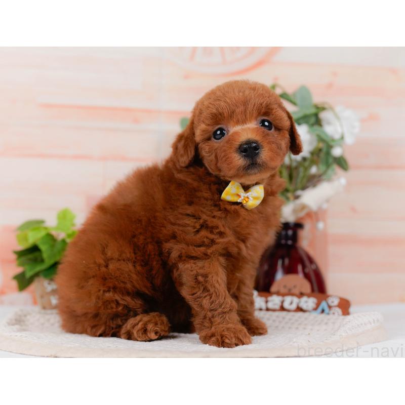 販売中の神奈川県のトイプードル-431510の10枚目