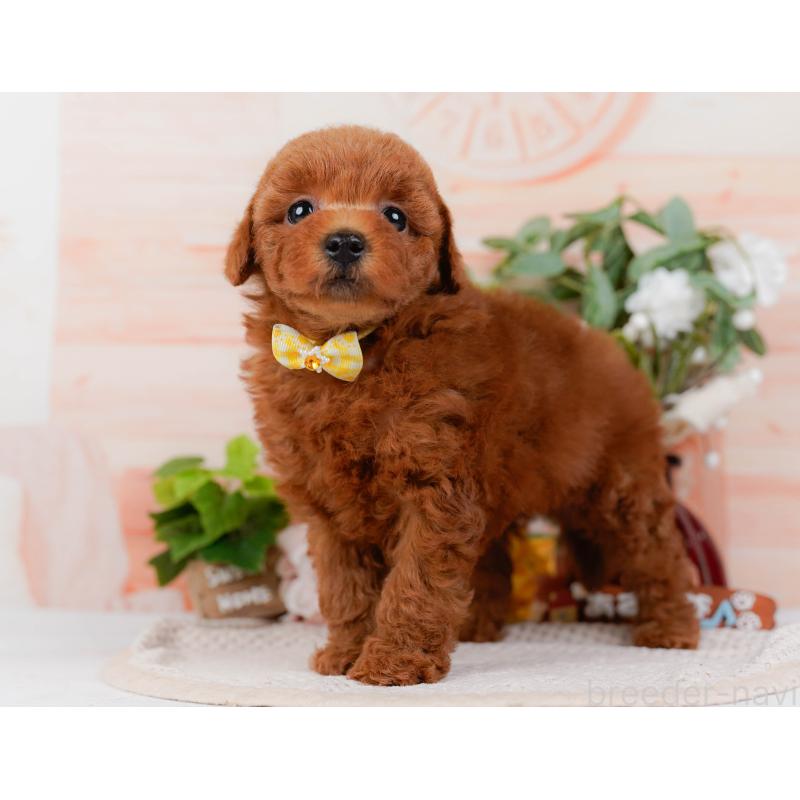 販売中の神奈川県のトイプードル-431510の9枚目