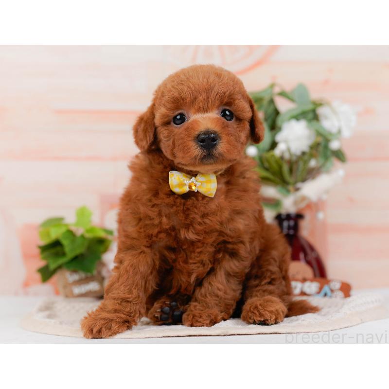 販売中の神奈川県のトイプードル-431510の8枚目