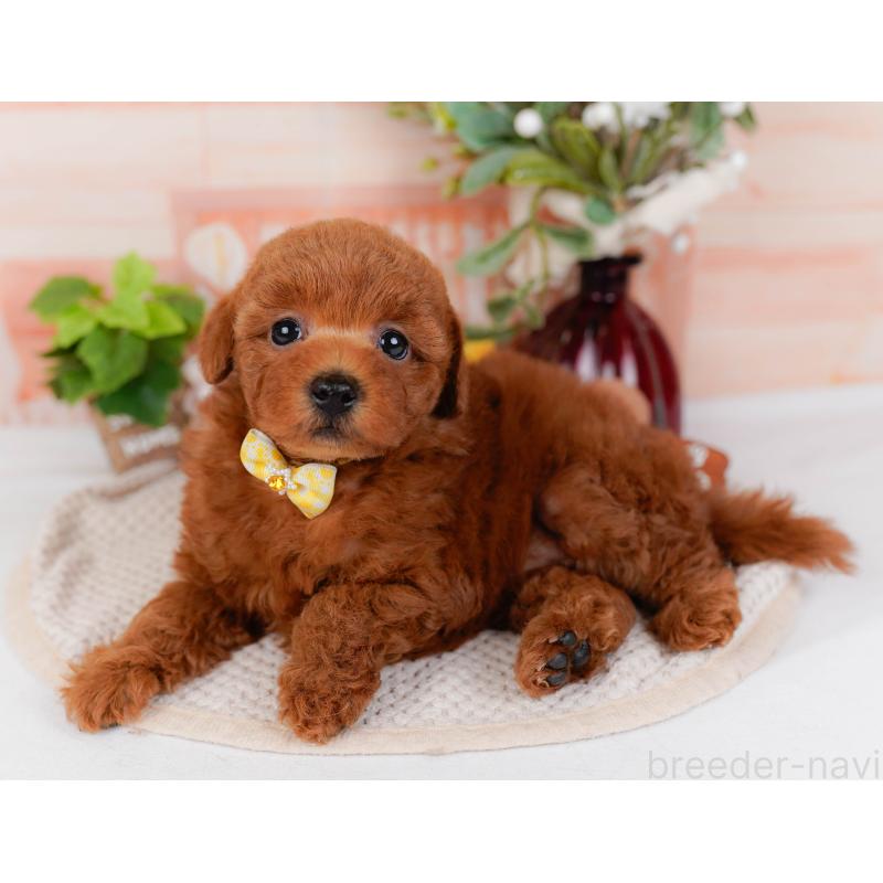 販売中の神奈川県のトイプードル-431510の7枚目