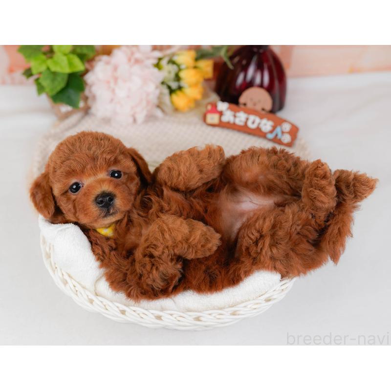 販売中の神奈川県のトイプードル-431510の6枚目