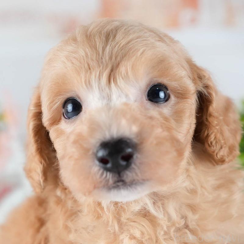 販売中の茨城県のミックス犬-431508