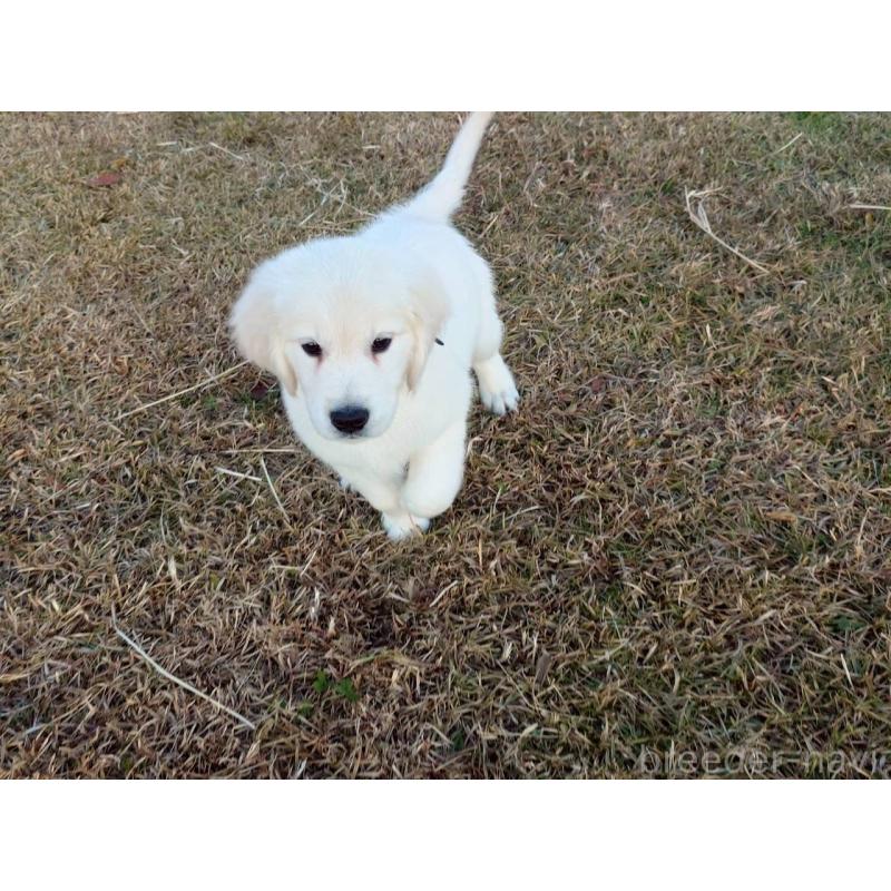 販売中の三重県のゴールデンレトリーバー-431509の9枚目