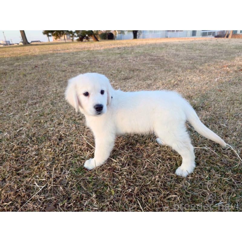 販売中の三重県のゴールデンレトリーバー-431509の8枚目