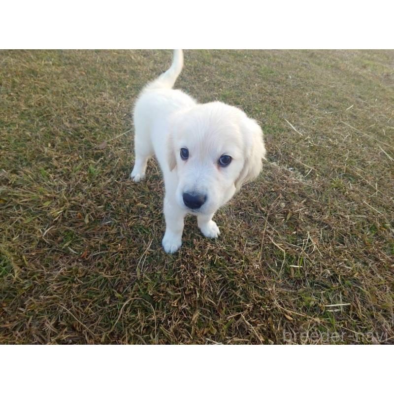 販売中の三重県のゴールデンレトリーバー-431509の7枚目