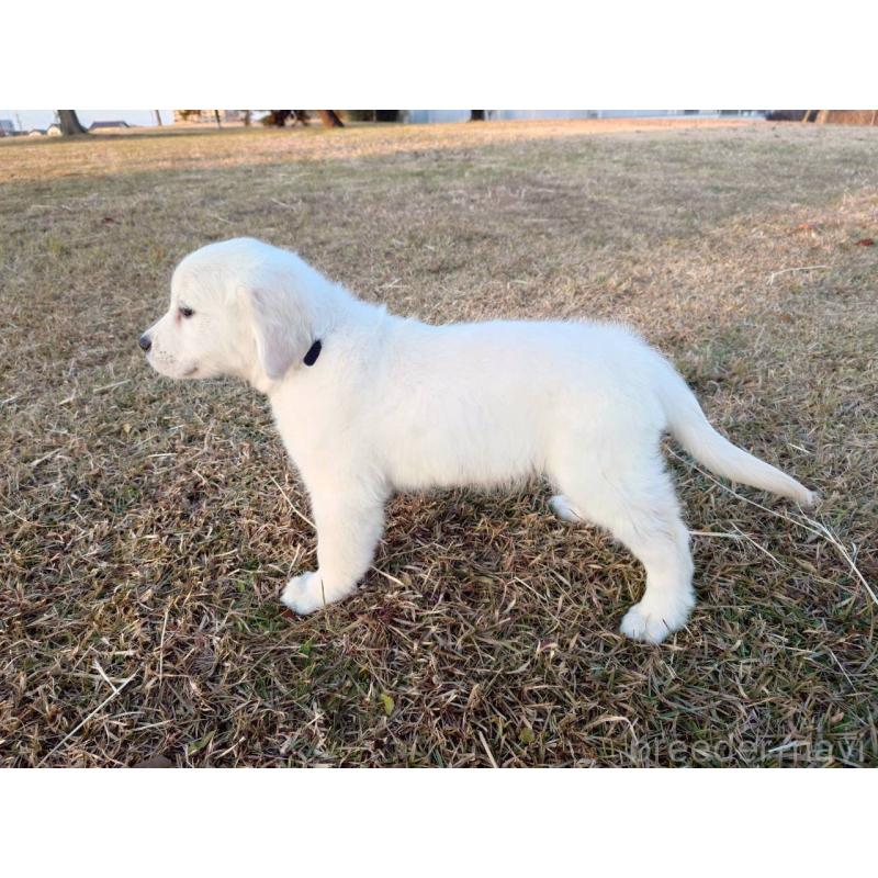 販売中の三重県のゴールデンレトリーバー-431509の6枚目