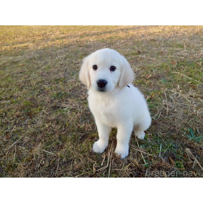 販売中の三重県のゴールデンレトリーバー-431509