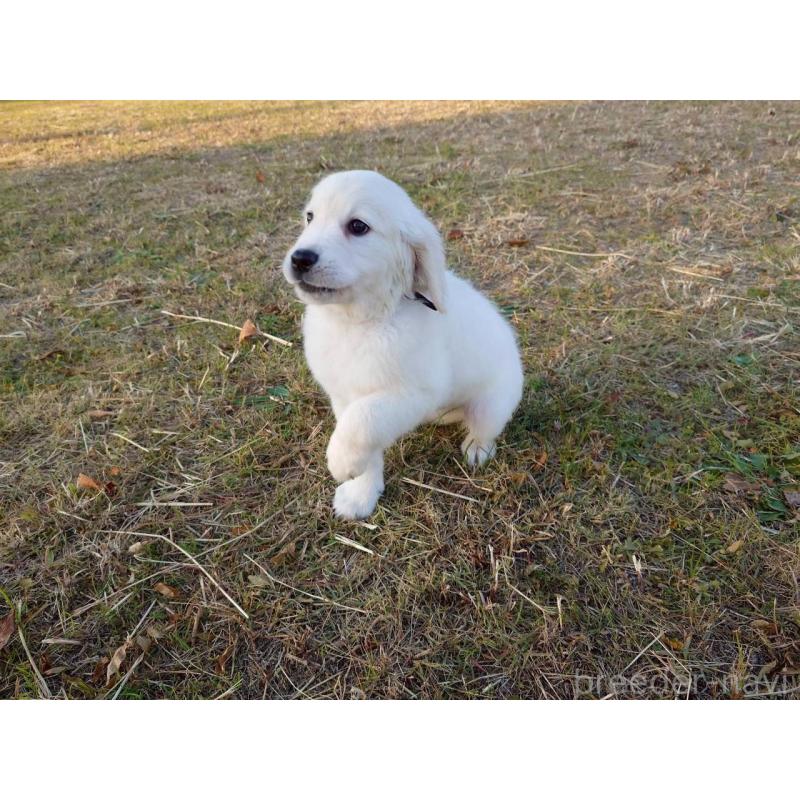 販売中の三重県のゴールデンレトリーバー-431509の5枚目