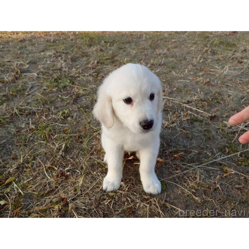 販売中の三重県のゴールデンレトリーバー-431509の4枚目