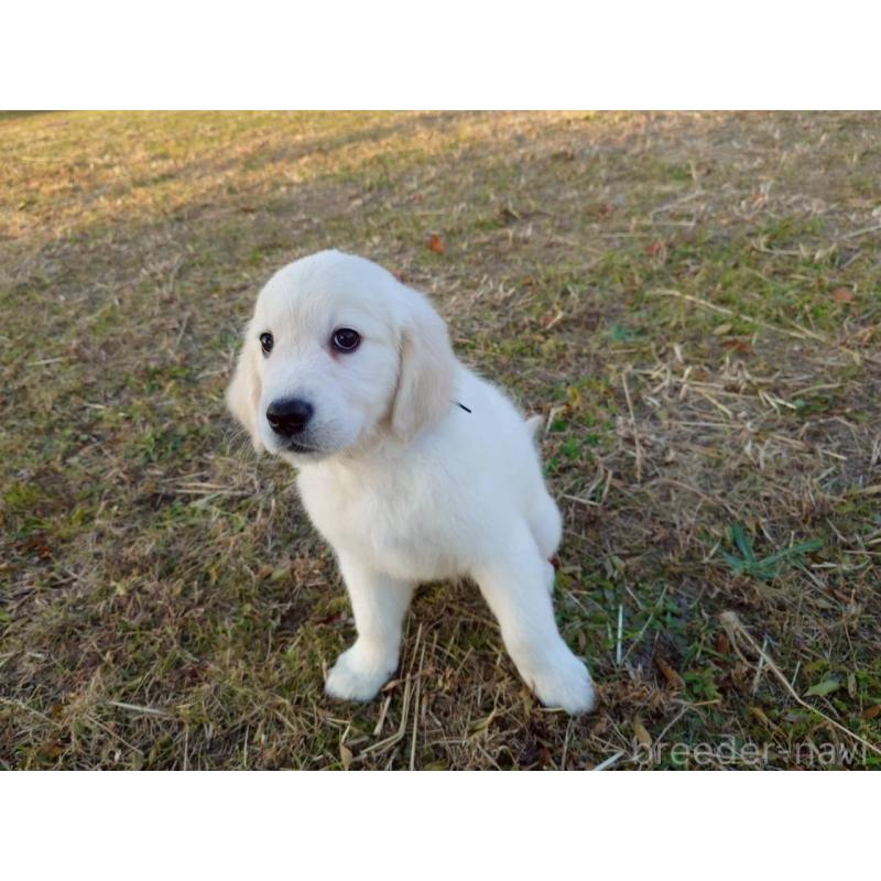 販売中の三重県のゴールデンレトリーバー-431509の3枚目