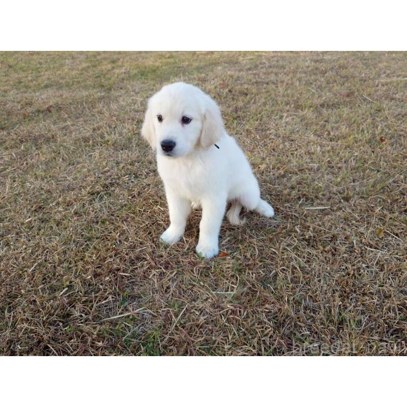 販売中の三重県のゴールデンレトリーバー-431509の2枚目