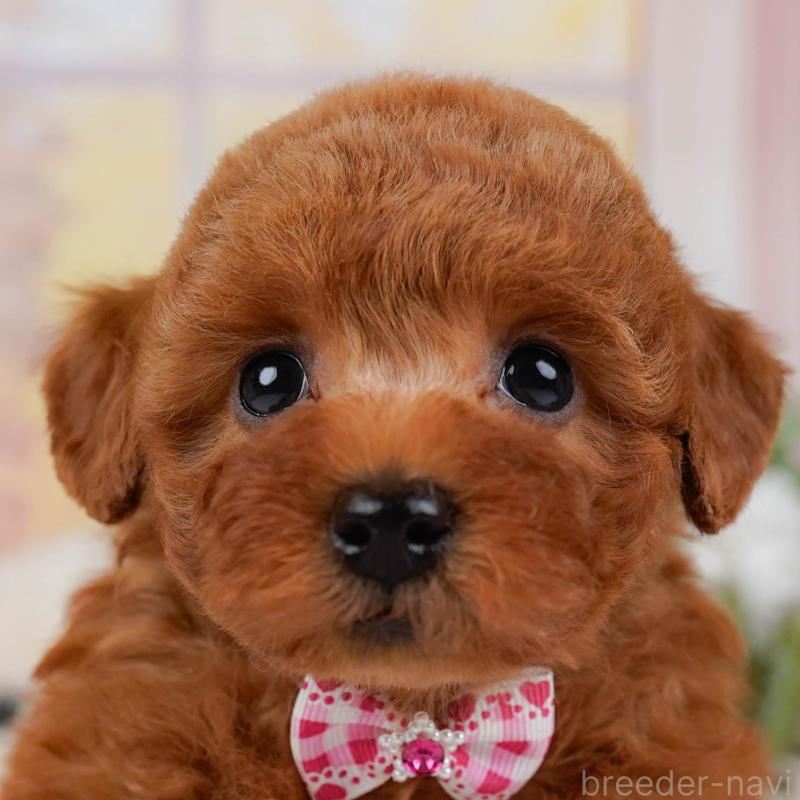 販売中の神奈川県のトイプードル-431513の1枚目