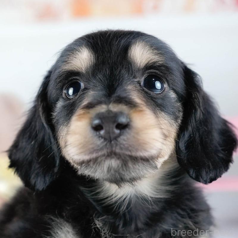 販売中ののミニチュアダックスフンド(ロングヘアード)-431512