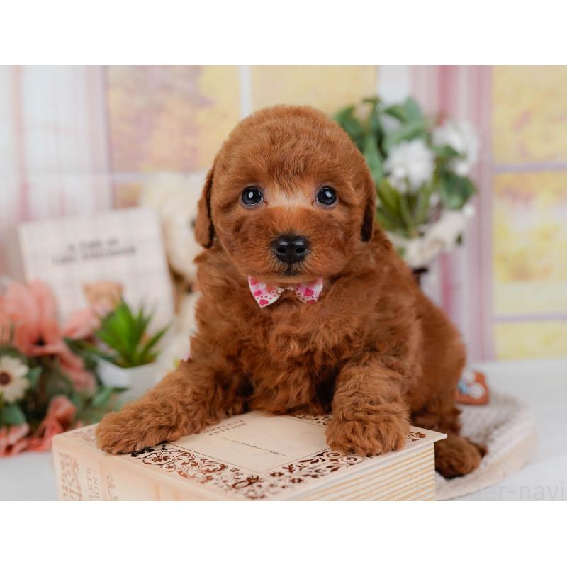 販売中の神奈川県のトイプードル-431513の6枚目