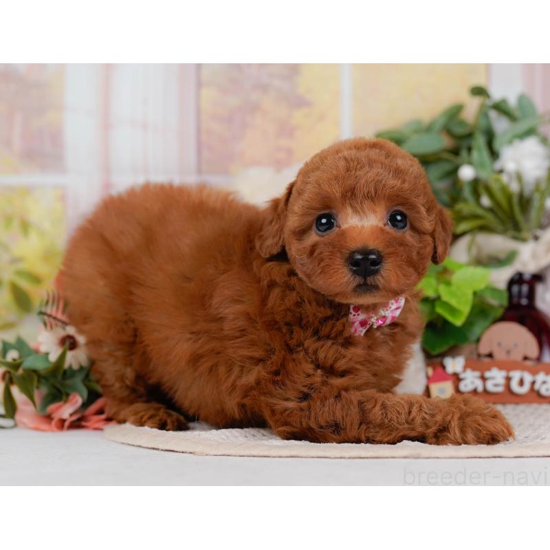 販売中の神奈川県のトイプードル-431513の5枚目