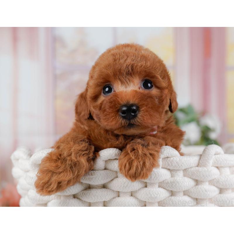 販売中の神奈川県のトイプードル-431513の4枚目