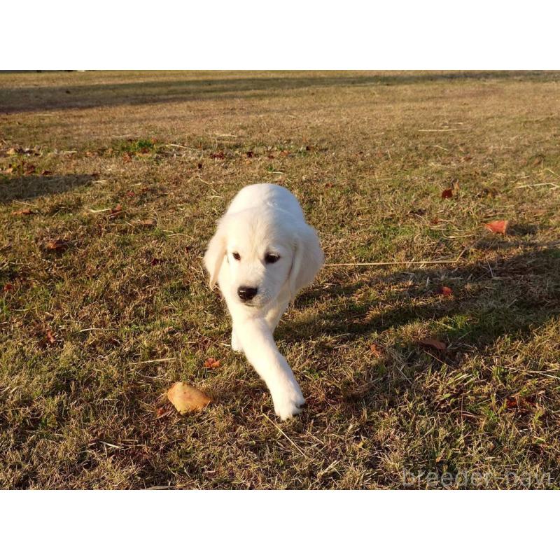 販売中の三重県のゴールデンレトリーバー-431511の10枚目