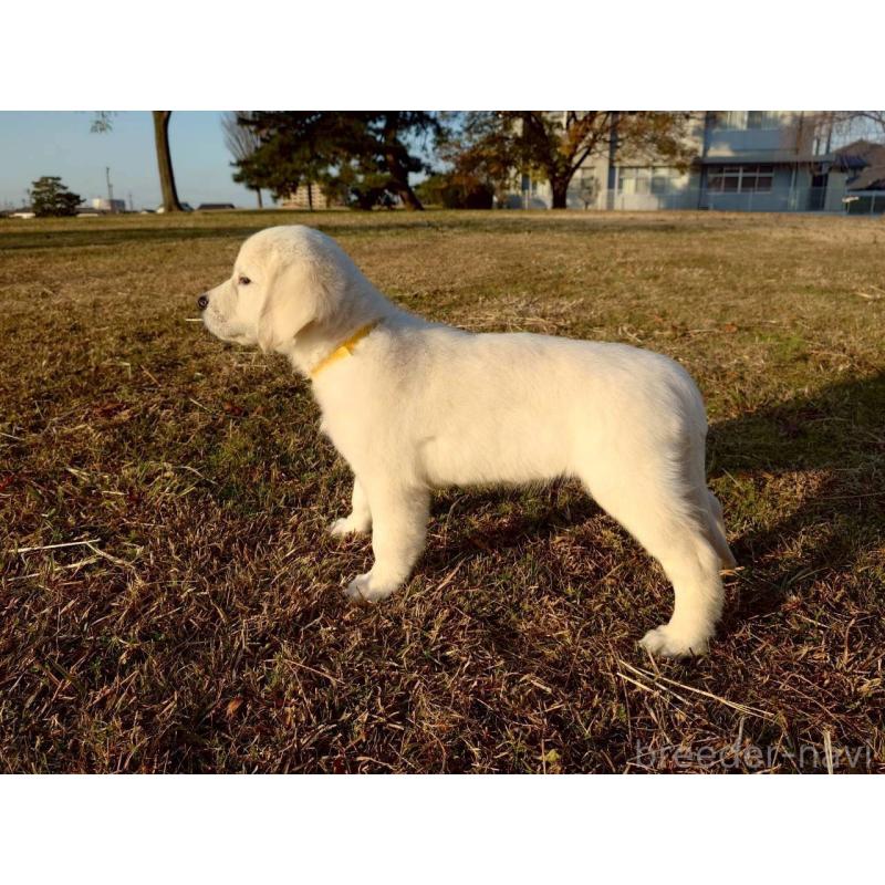 販売中の三重県のゴールデンレトリーバー-431511の9枚目