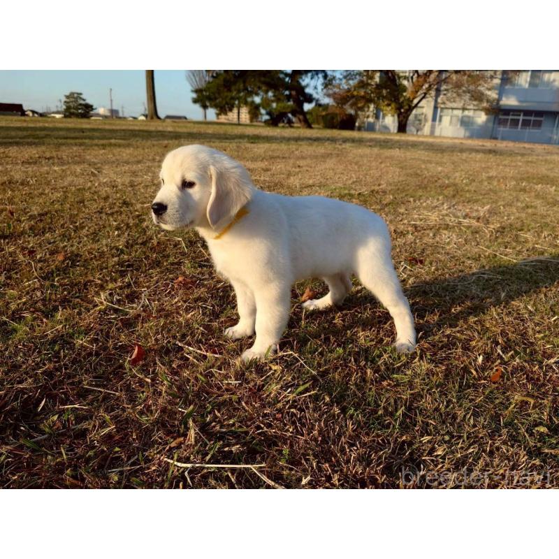 販売中の三重県のゴールデンレトリーバー-431511の8枚目