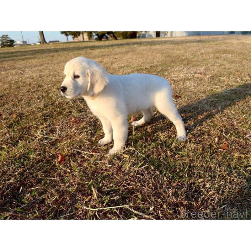 販売中の三重県のゴールデンレトリーバー-431511の7枚目