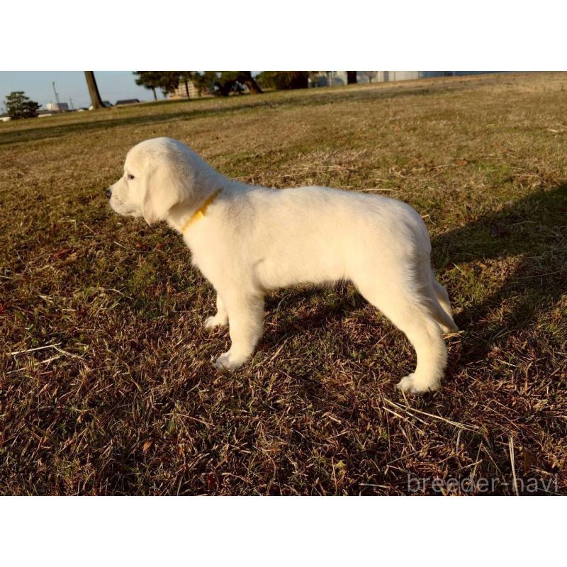 販売中の三重県のゴールデンレトリーバー-431511の5枚目